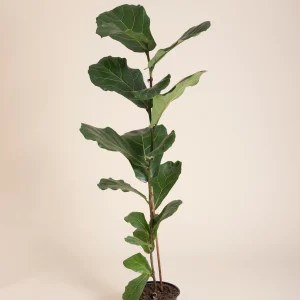 Pandurata (Ficus lyrata) de 150 a 180 cm