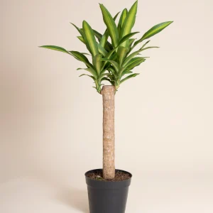 Palo de Brasil (Dracaena fragrans) de 1.20 m aprox.