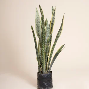Lengua de suegra (Sansevieria trifasciata)