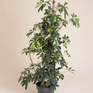 Aralia variegada schefflera con maceta de plástico