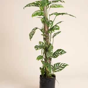 Monstera adansonii (esqueleto) con tutor