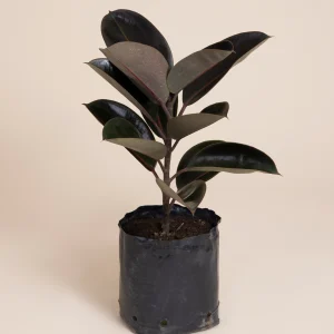 Hule Negro Mediano (ficus elástica)