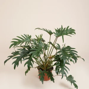 Philodendron xanadu