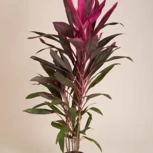 Dracaena marginata (muñeca)