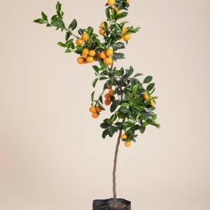 Árbol de mandarina china