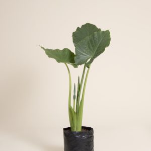 Hoja elegante (oreja de elefante)